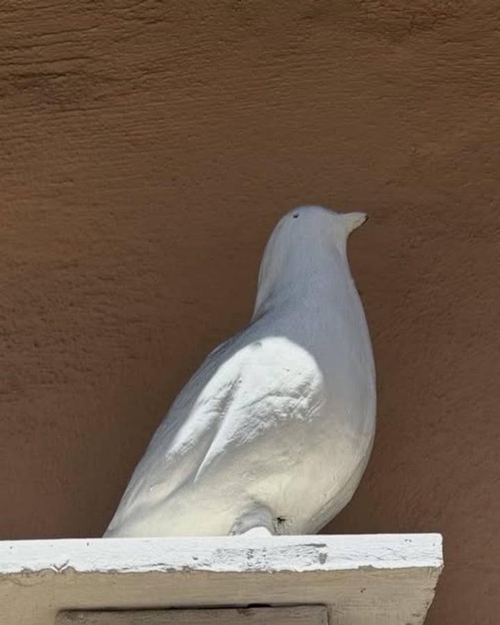 Italian Mood — белый голубь, SÓRA Italy